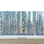 White Birch Tree Forest Wall Mural Wallpaper. Sunset Scenery. #6246