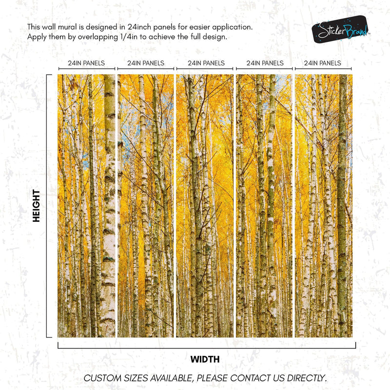 Autumn Scenic Birch Tree Forest Wall Mural | Peel and Stick Wallpaper. #6202