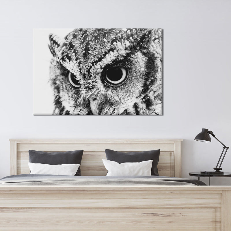 Staring Owl Wall Art