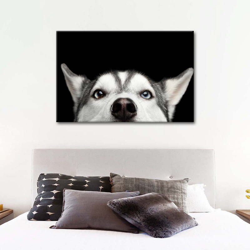 Peeking Siberian Husky Wall Art