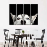 Peeking Siberian Husky Wall Art