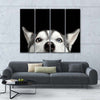 Peeking Siberian Husky Wall Art