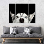 Peeking Siberian Husky Wall Art