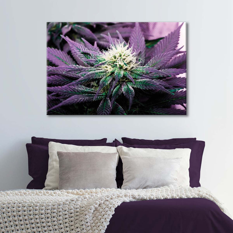 Rare Cannabis Plant Wall Art