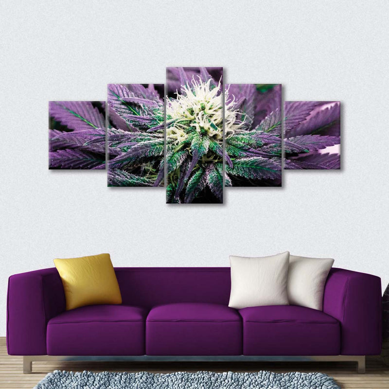 Rare Cannabis Plant Wall Art