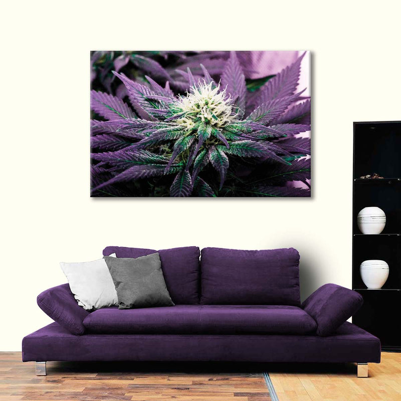 Rare Cannabis Plant Wall Art
