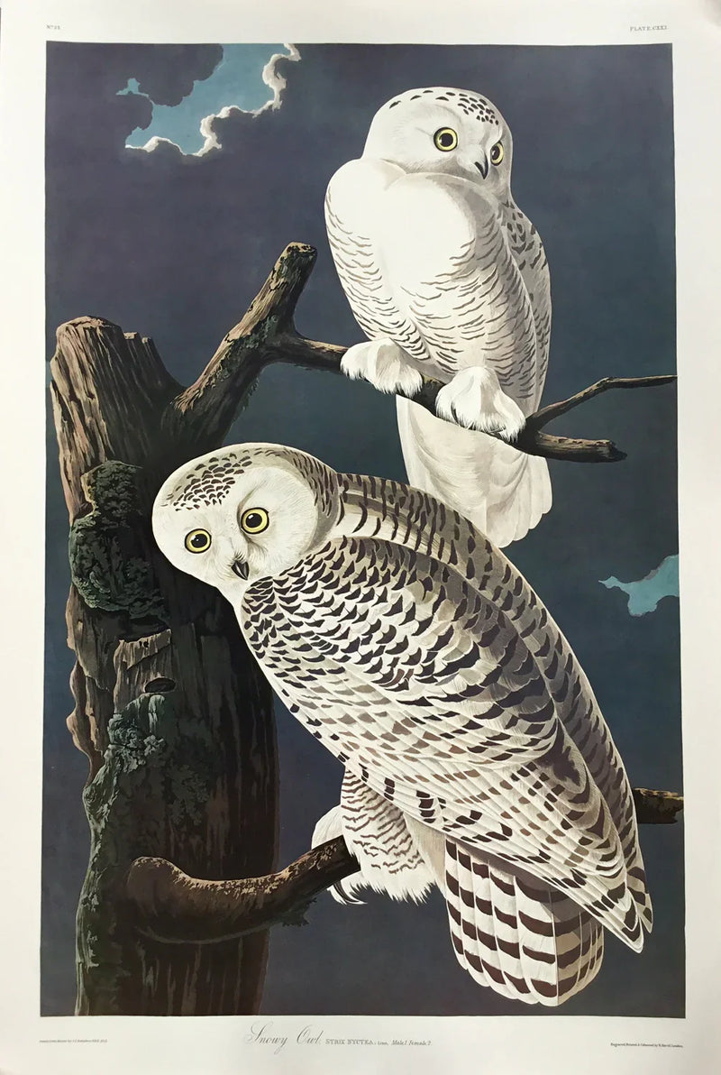 Snowy Owl