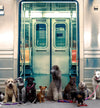 Subway Train Wall Mural Wallpaper. Urban NYC Decor. #6775