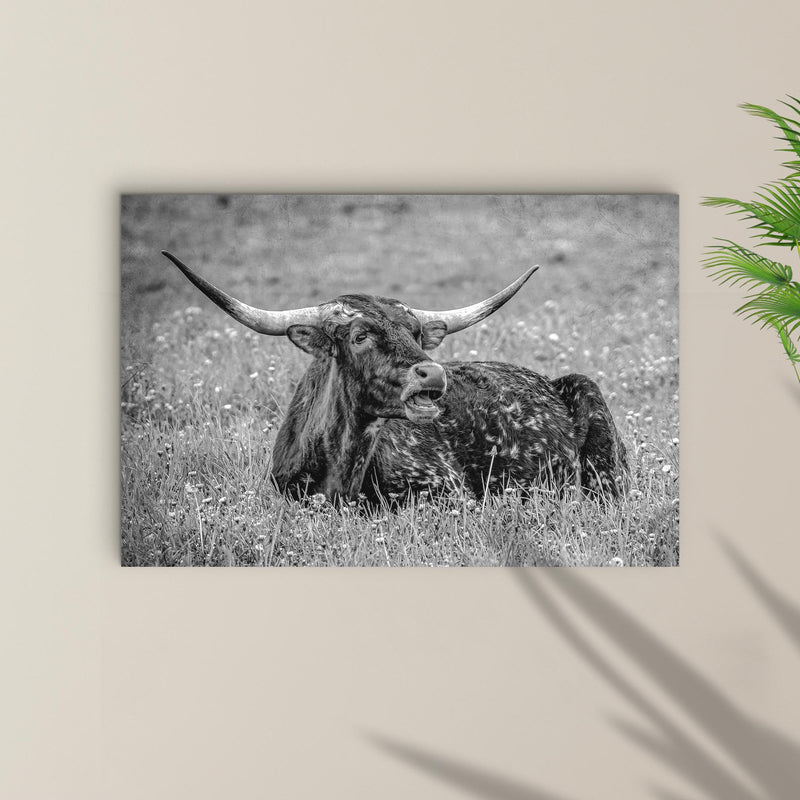 Black And White Longhorn Bull Canvas Wall Art