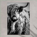 Black And White Highland Cow Portrait Canvas Wall Art