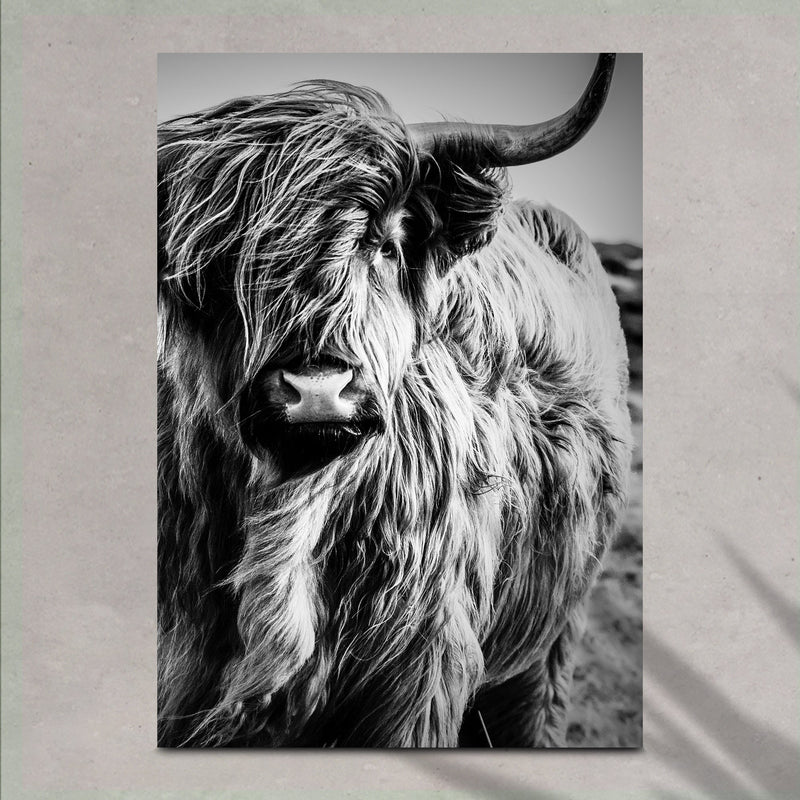 Black And White Highland Cow Portrait Canvas Wall Art