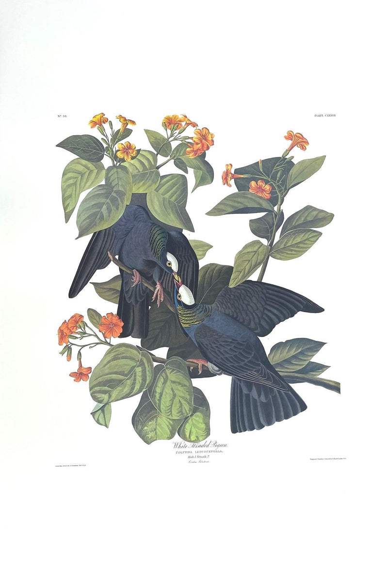 White-headed Pigeon