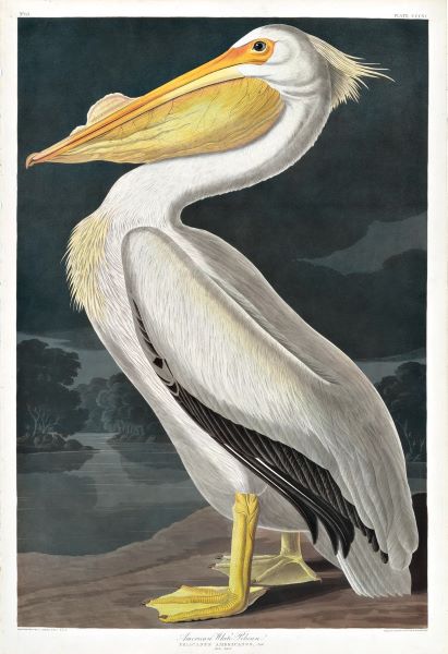 White Pelican