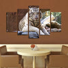 Resting White Tiger Wall Art