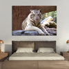 Resting White Tiger Wall Art