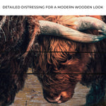 Highland Cow Sparring Canvas Wall Art