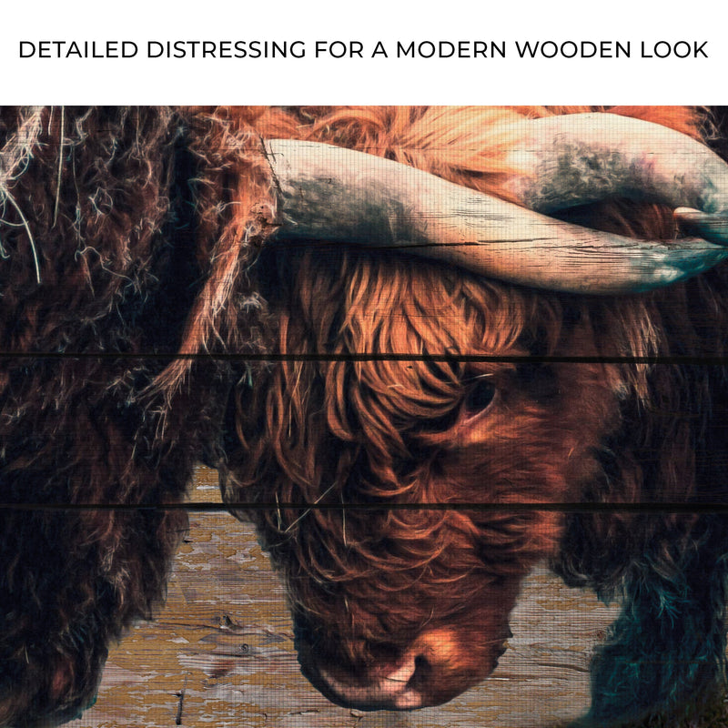 Highland Cow Sparring Canvas Wall Art