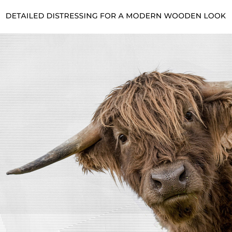 Curious Highland Cow Canvas Wall Art