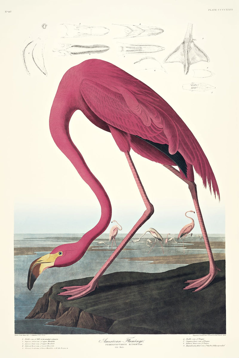 American Flamingo