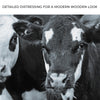 Black And White Cows Canvas Wall Art
