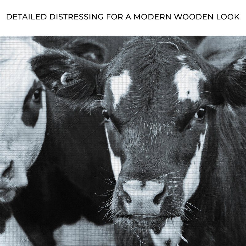 Black And White Cows Canvas Wall Art
