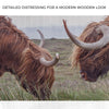 Farmhouse Highland Cow Canvas Wall Art