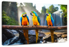 Macaw Friends Wall Art