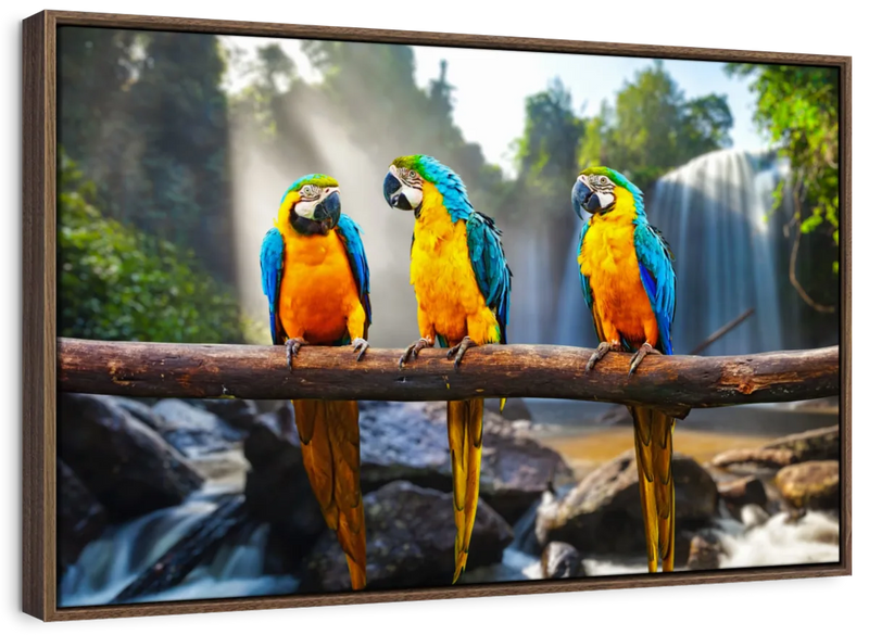 Macaw Friends Wall Art