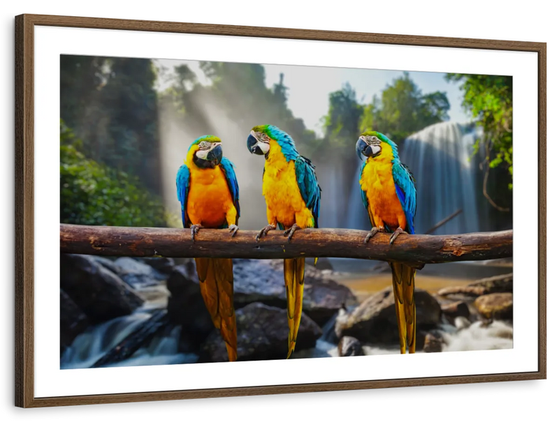 Macaw Friends Wall Art