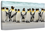 Waddle Of Penguins Wall Art