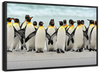 Waddle Of Penguins Wall Art