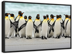 Waddle Of Penguins Wall Art