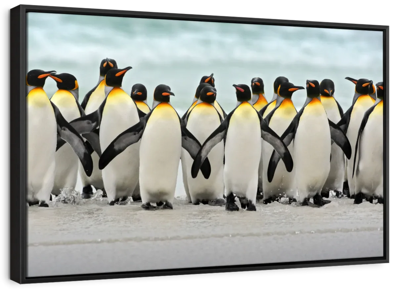 Waddle Of Penguins Wall Art