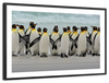 Waddle Of Penguins Wall Art