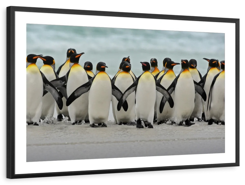 Waddle Of Penguins Wall Art