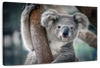 Happy Koala Wall Art