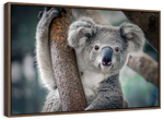 Happy Koala Wall Art