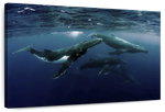 Humpback Whales Wall Art