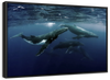 Humpback Whales Wall Art