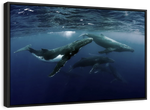 Humpback Whales Wall Art