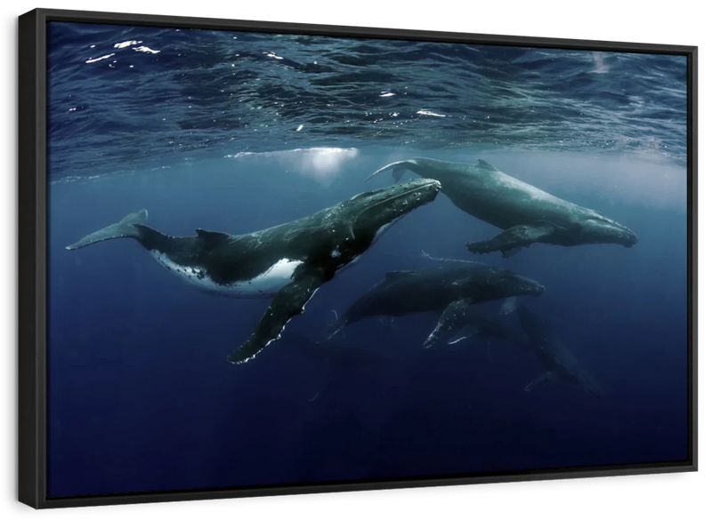 Humpback Whales Wall Art