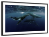 Humpback Whales Wall Art