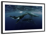 Humpback Whales Wall Art