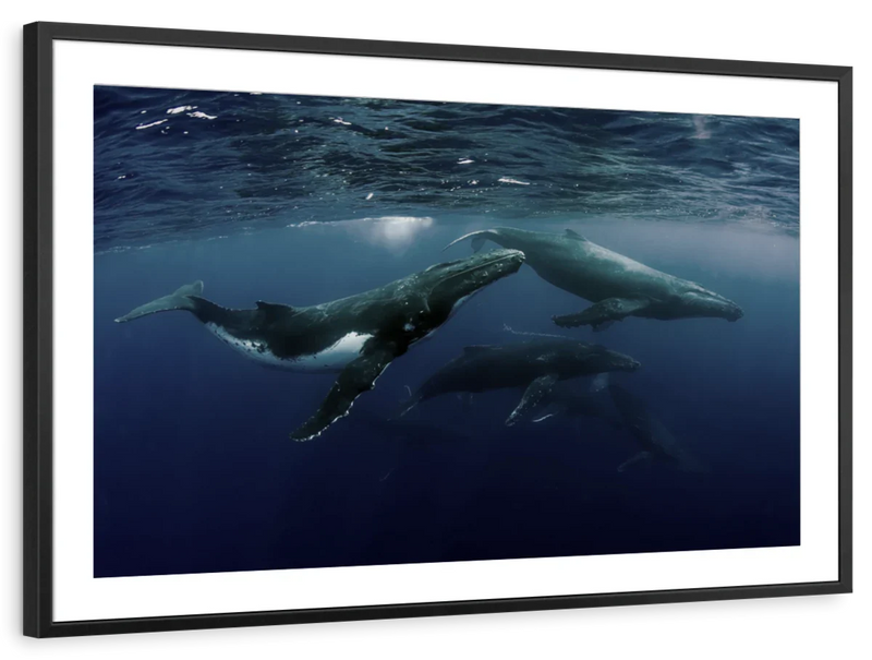Humpback Whales Wall Art