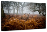 Richmond Park Deer Wall Art