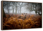 Richmond Park Deer Wall Art
