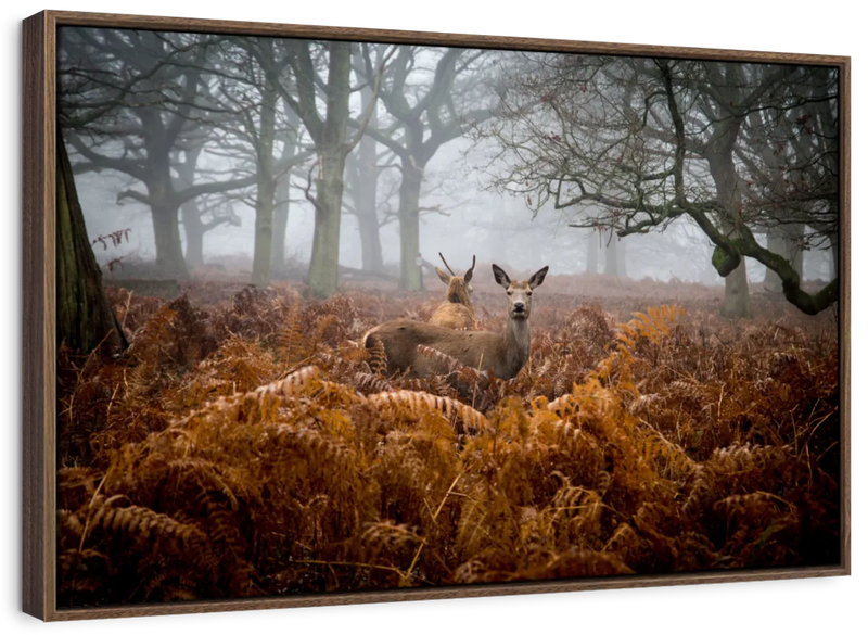 Richmond Park Deer Wall Art