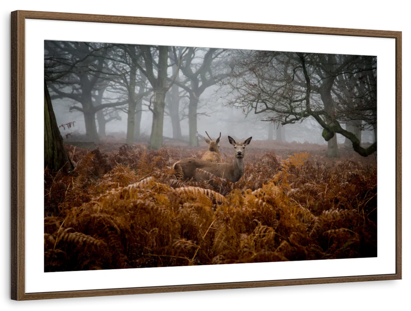 Richmond Park Deer Wall Art