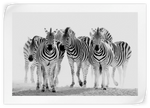 Zebras On The Move Wall Art