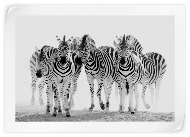 Zebras On The Move Wall Art